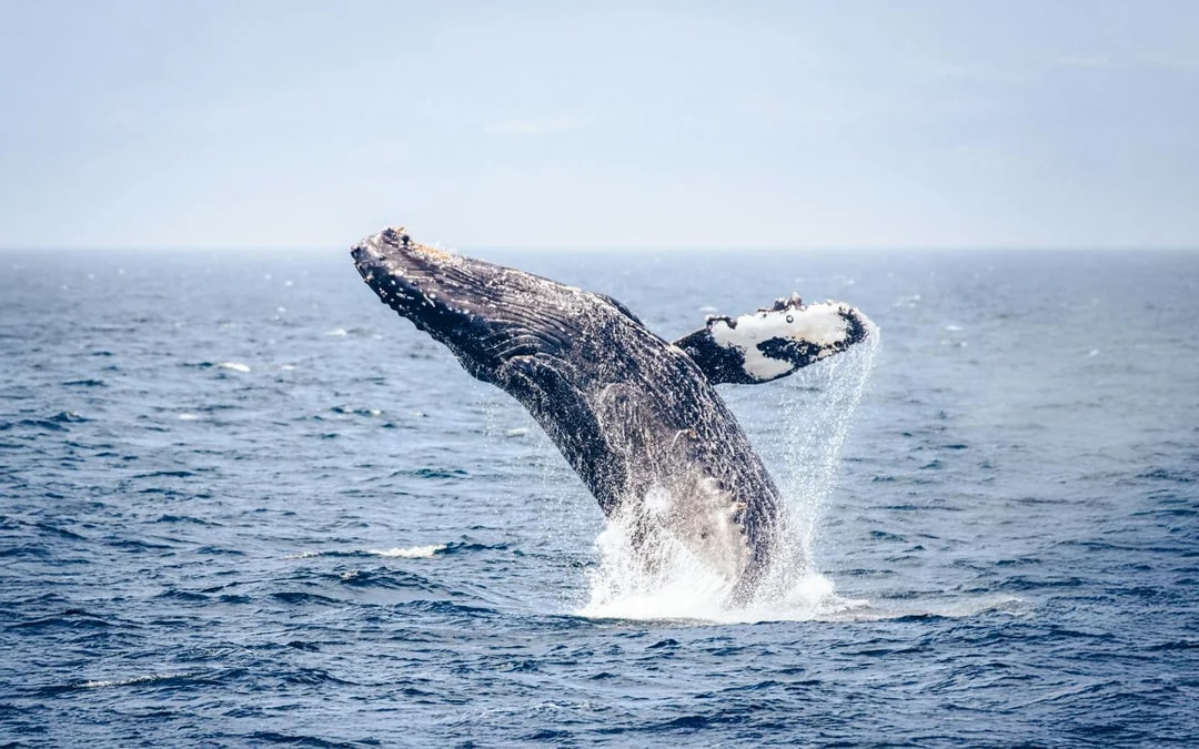 Victoria Whale Watching Tour by Zodiac (Open-Air Boat) Image 5