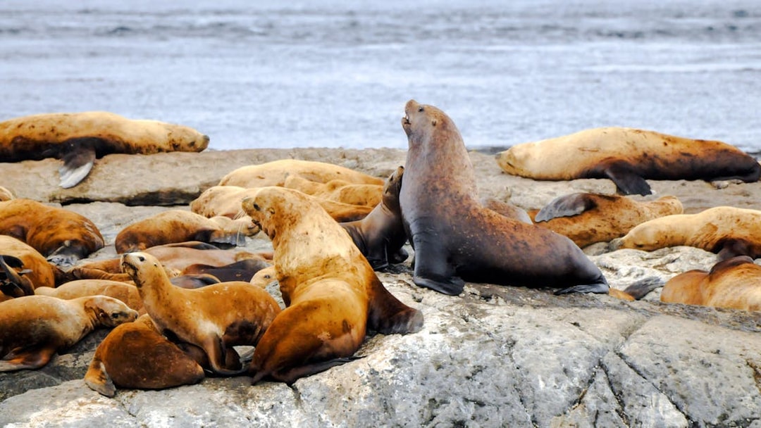 Steller sea lions resting on rocky shore near ocean.