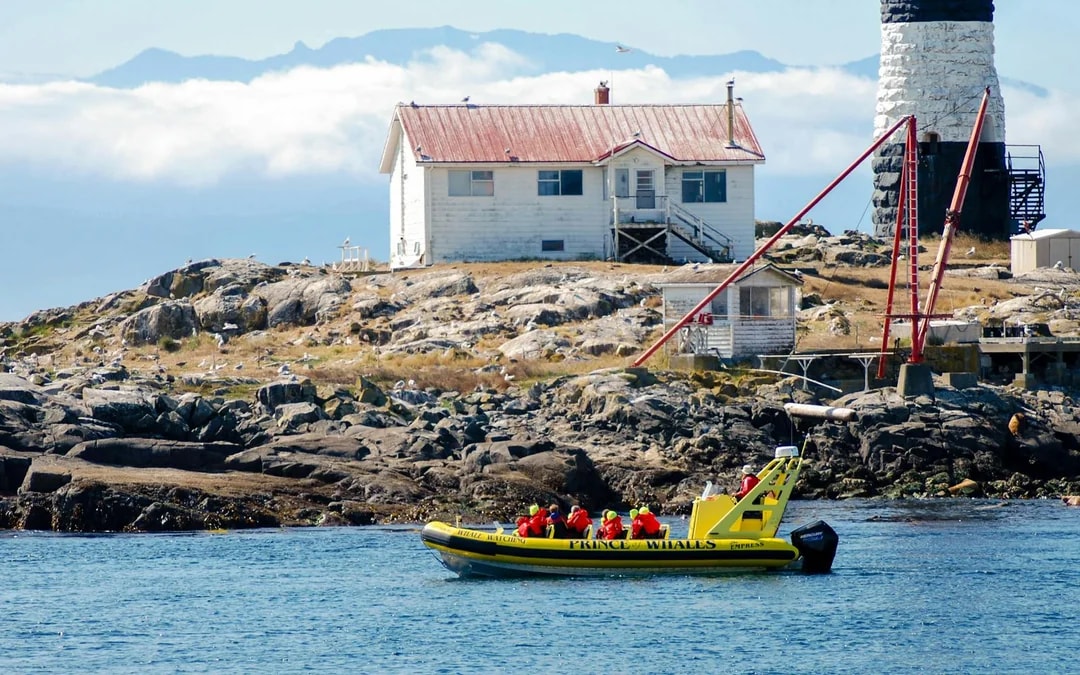 Victoria Whale Watching Tour by Zodiac (Open-Air Boat) Image 6
