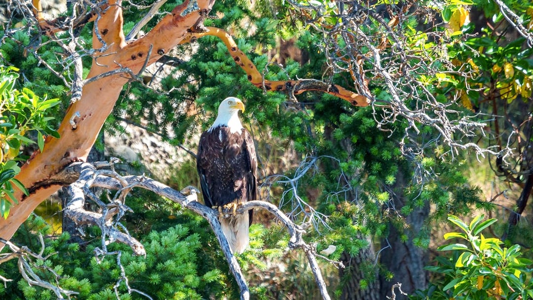 Bald eagle perched on a tree branch in a forest setting.