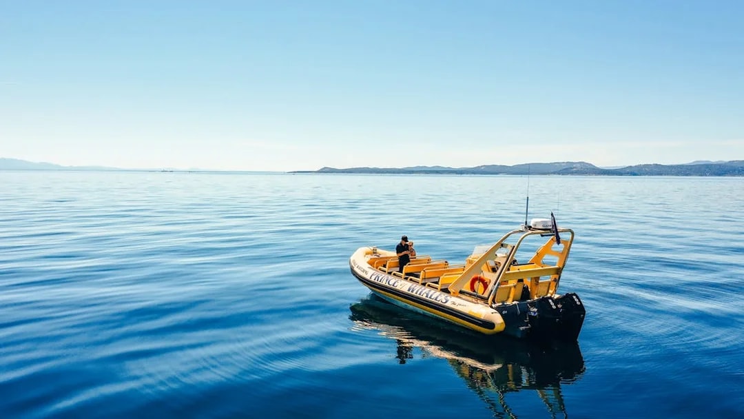 Yellow inflatable boat on calm blue sea, used for whale watching tours.