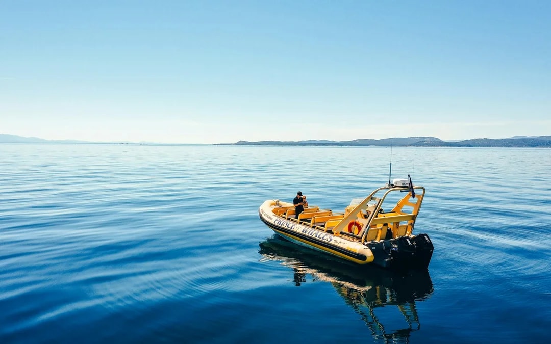 Victoria Whale Watching Tour by Zodiac (Open-Air Boat) Image 9