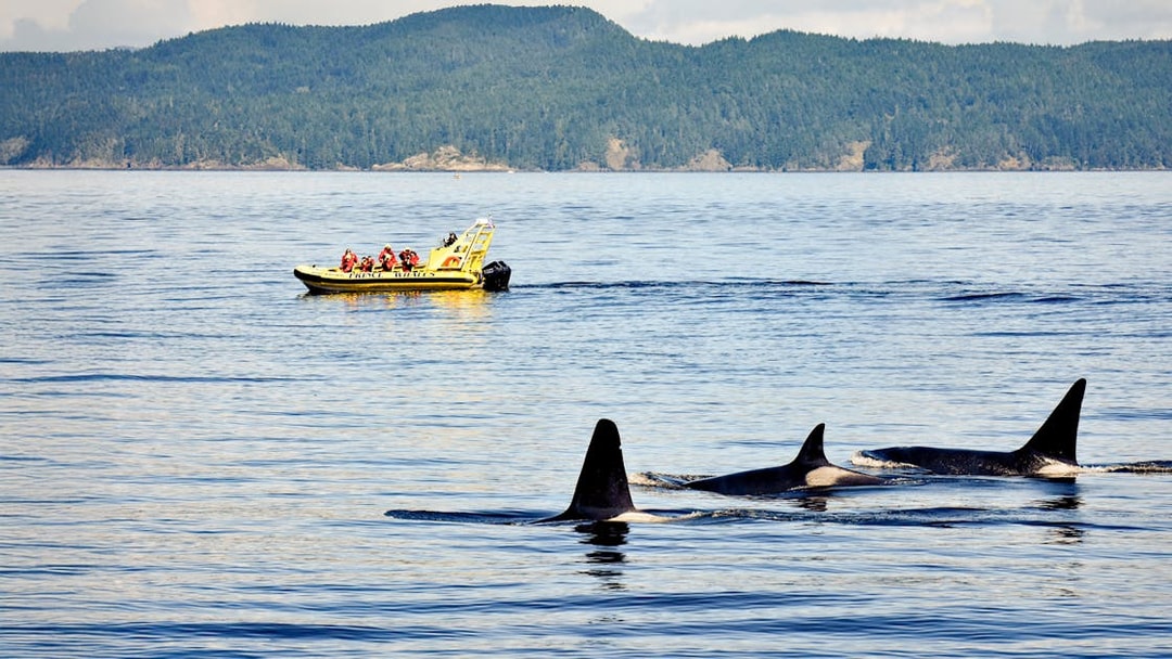 Whale watching tour boat with passengers observing orcas in the ocean.