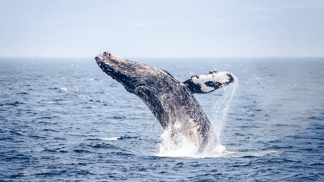 Humpback whale breaching in ocean waters.