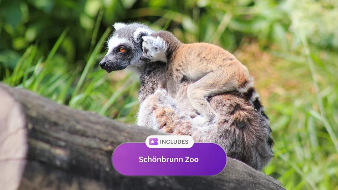 Lemur with baby on back at Schönbrunn Zoo, Vienna.