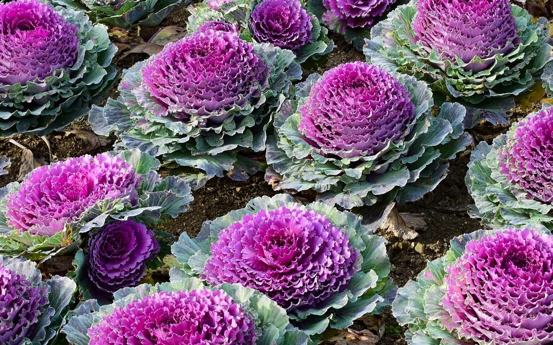 Villandry Castle Gardens-only Ticket Image 6
