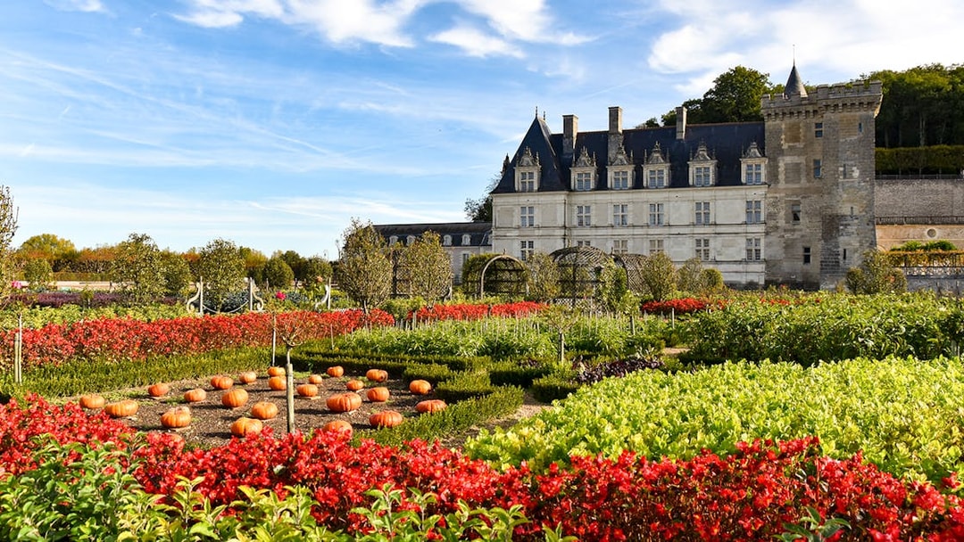 Pumpkins and flowers in the gardens of Château de Villandry, France.