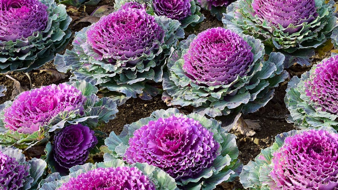 Purple ornamental cabbages in Château of Villandry Gardens, France.