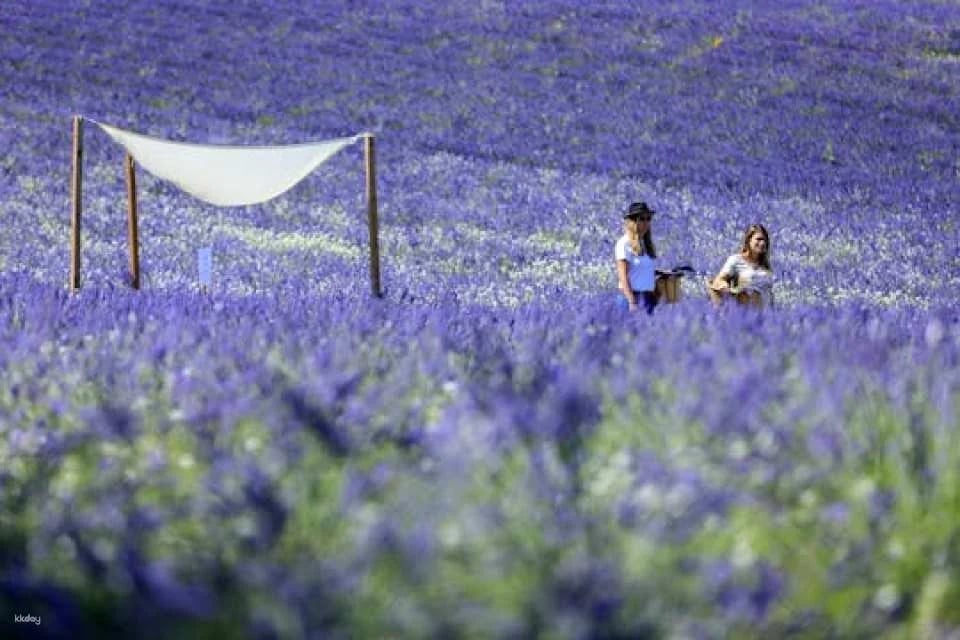 Visit of a lavender field in Aix-en-Provence