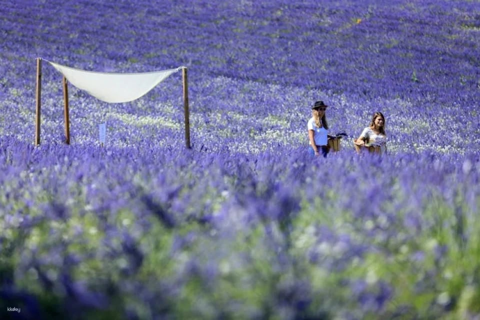 Visit of a lavender field in Aix-en-Provence