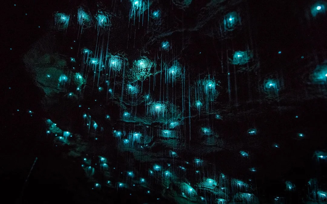 Waitomo Glowworm Caves Guided Tour Image 8