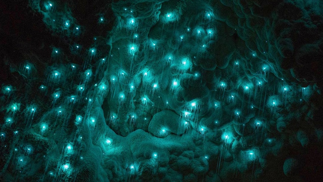 Glowworms illuminating the Waitomo Caves in New Zealand.