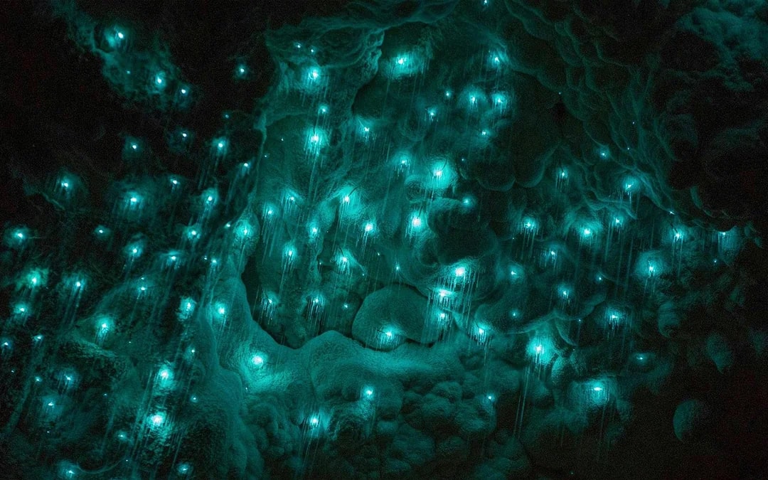 Waitomo Glowworm Caves Guided Tour Image 10