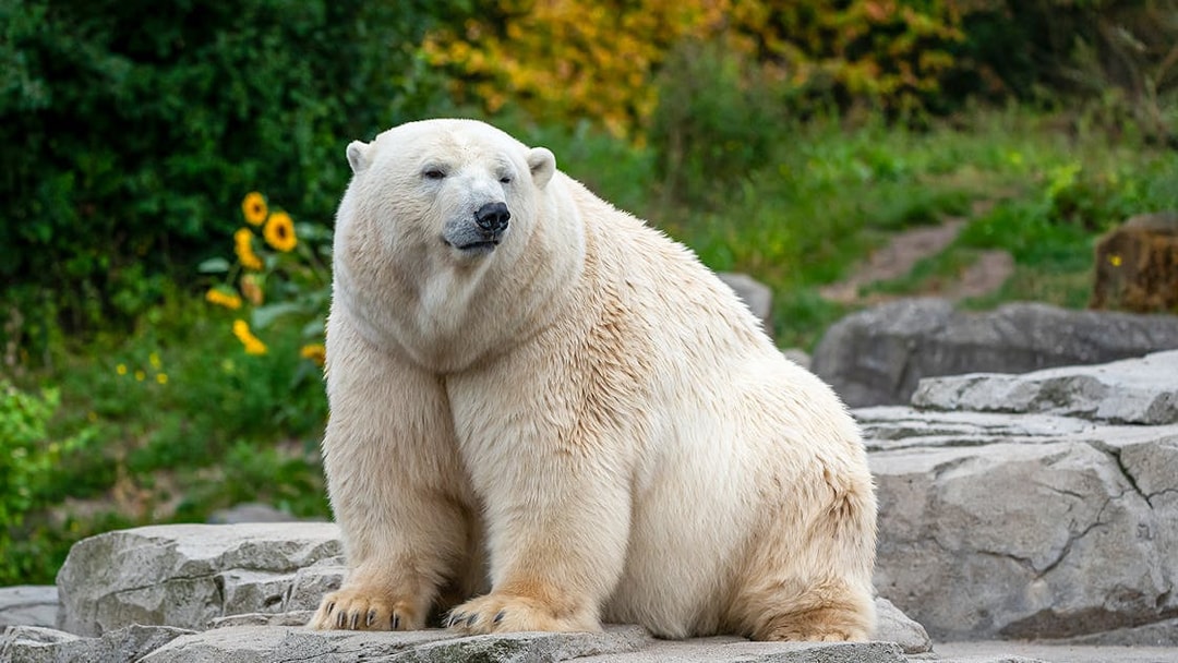 Polar bear sitting on rocks at Warsaw Zoo.