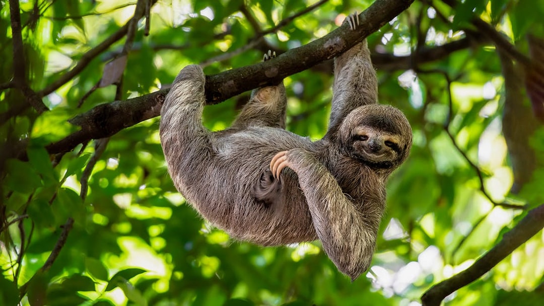 Sloth hanging from a tree branch at Warsaw Zoo.
