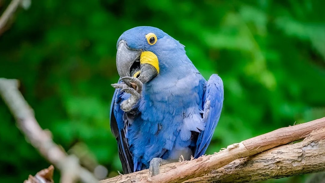 Hyacinth macaw perched on a branch at Warsaw ZOO.