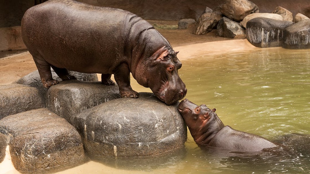 Hippos interacting at Warsaw ZOO enclosure.