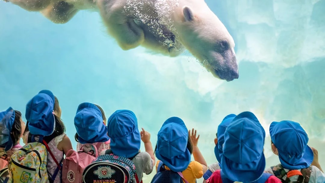 Children watching a polar bear swim at Warsaw Zoo.