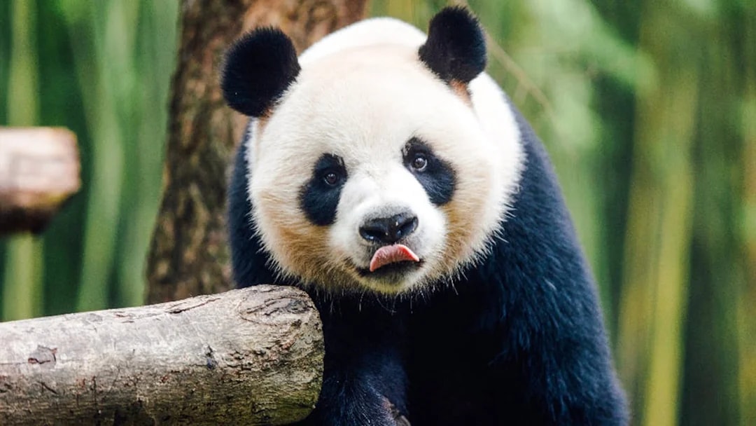 Panda at Ocean Park Hong Kong with tongue out, surrounded by bamboo.