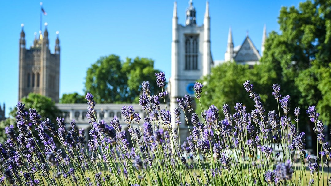 Lavender blooms with Westminster Abbey in the background, London walking tour.