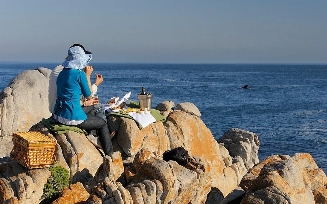Whale Watching Boat Trip and Penguin Colony Visit with Hotel Transfers in Hermanus Image 3