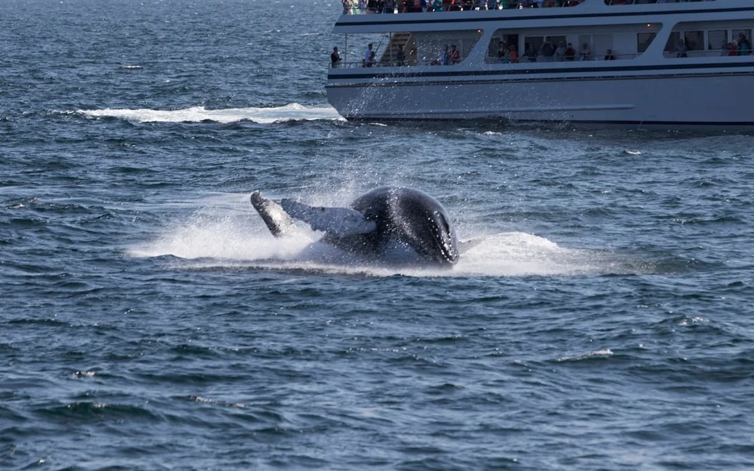 Whale Watching Boat Trip and Penguin Colony Visit with Hotel Transfers in Hermanus Image 4