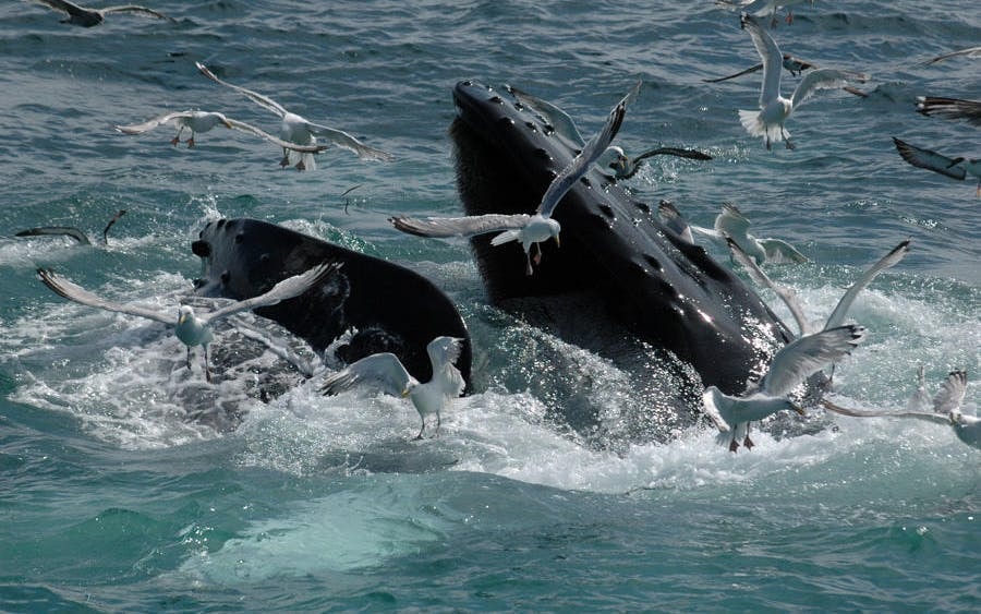 Whale Watching Boat Trip and Penguin Colony Visit with Hotel Transfers in Hermanus Image 6