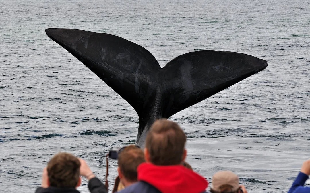 Whale Watching Boat Trip and Penguin Colony Visit with Hotel Transfers in Hermanus Image 8