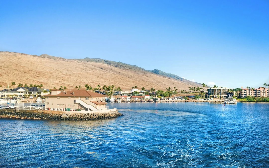 Whale Watching Cruise from Maʻalaea Harbor Image 5