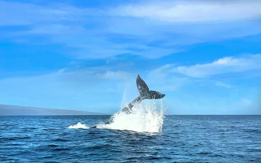 Whale Watching Cruise from Maʻalaea Harbor Image 6