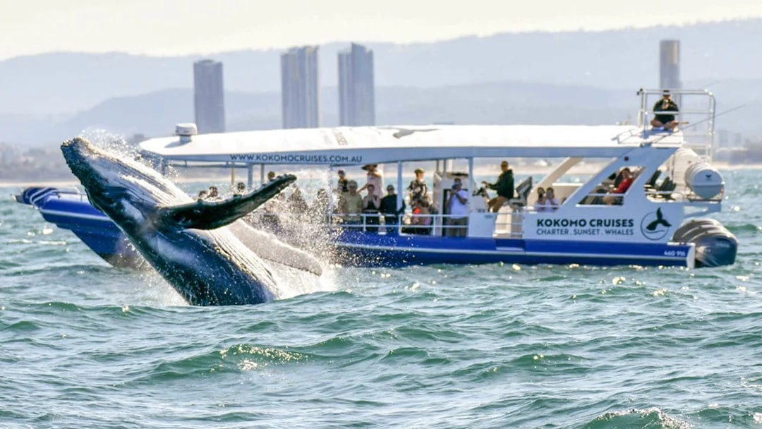 Whale breaching near tour boat on Gold Coast whale watching excursion.