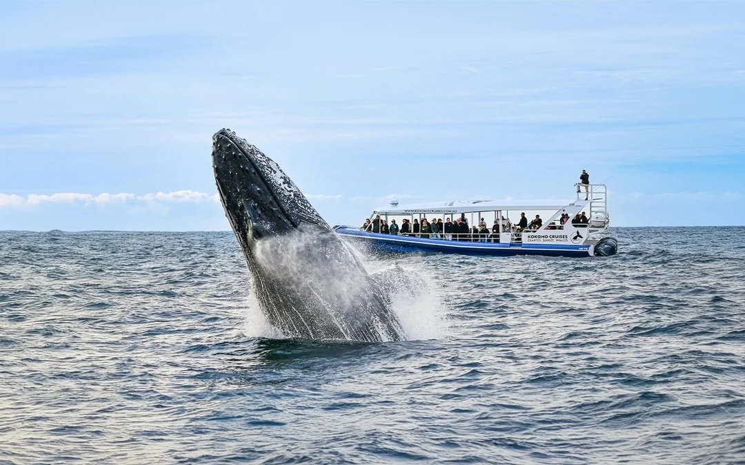 Whale Watching Cruise with Front Row View Image 1