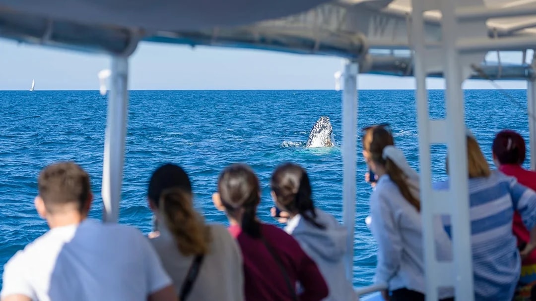 Tourists watching a whale breach from a boat on the Gold Coast.