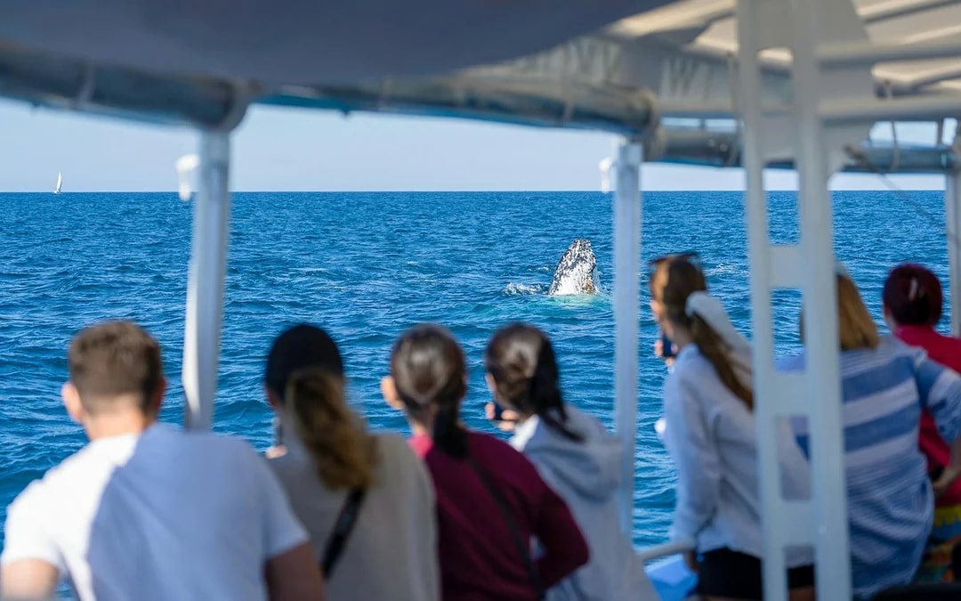 Whale Watching Cruise with Front Row View Image 4