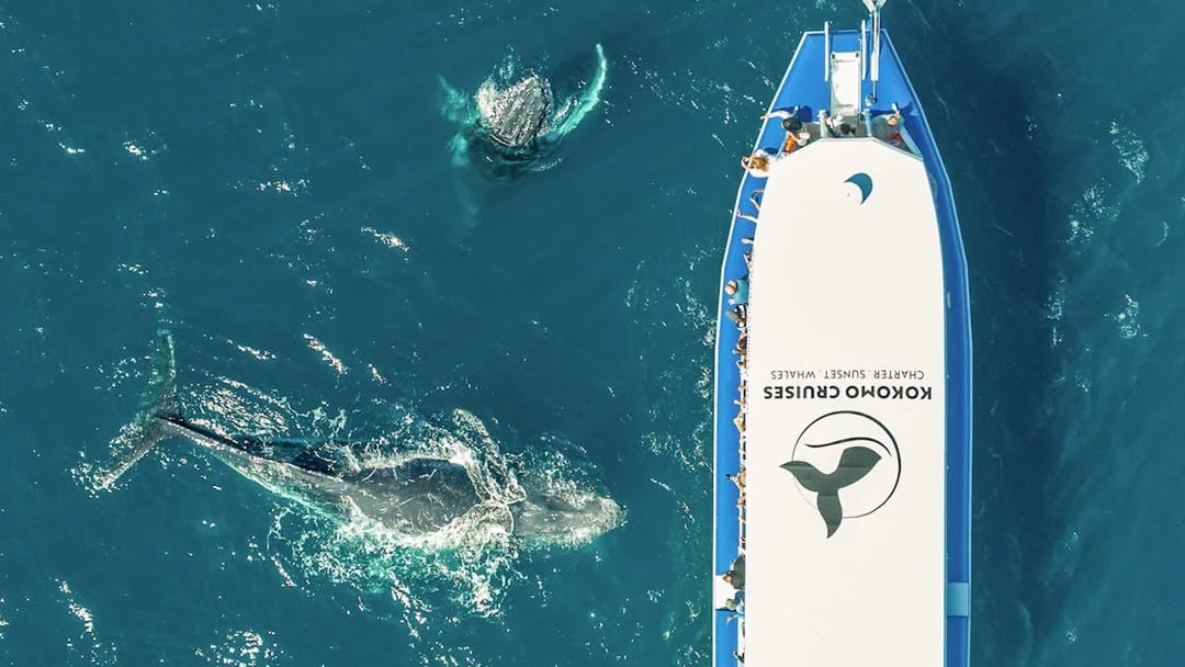 Whale swimming near a tour boat on a Gold Coast whale watching cruise.