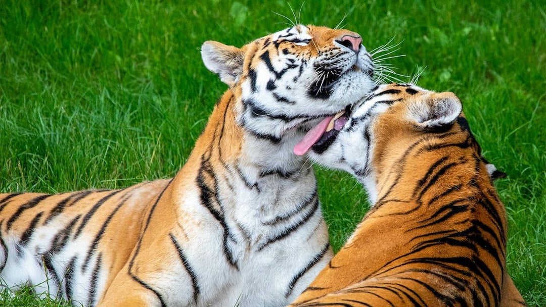 Tigers interacting closely at ZSL Whipsnade Zoo, England.
