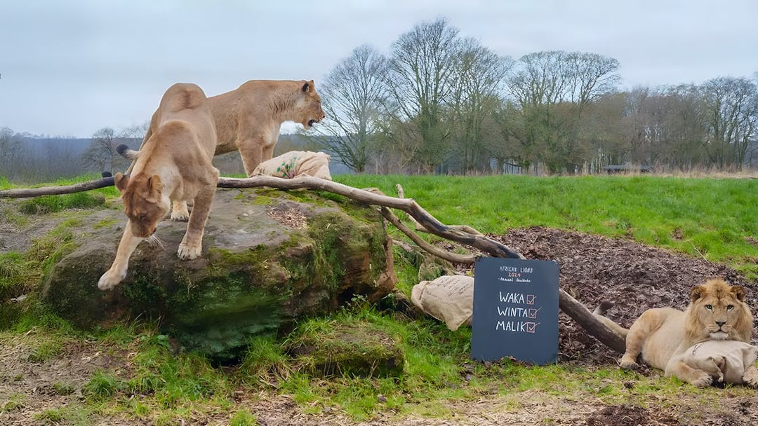 Lions resting and exploring at ZSL Whipsnade Zoo, England.