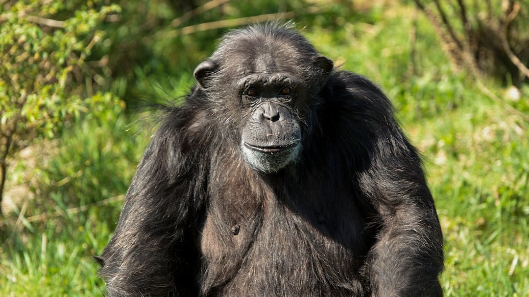 Gorilla sitting in grass at Whipsnade Zoo.