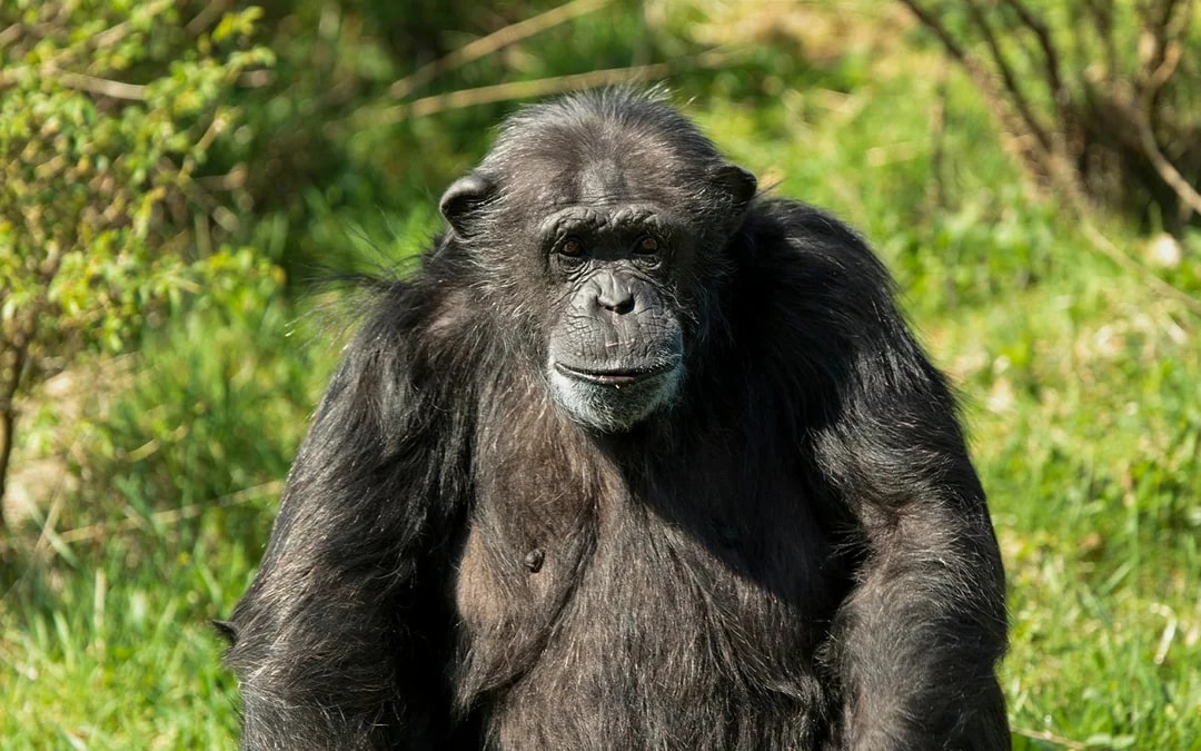 Whipsnade Zoo Entrance Tickets Image 7