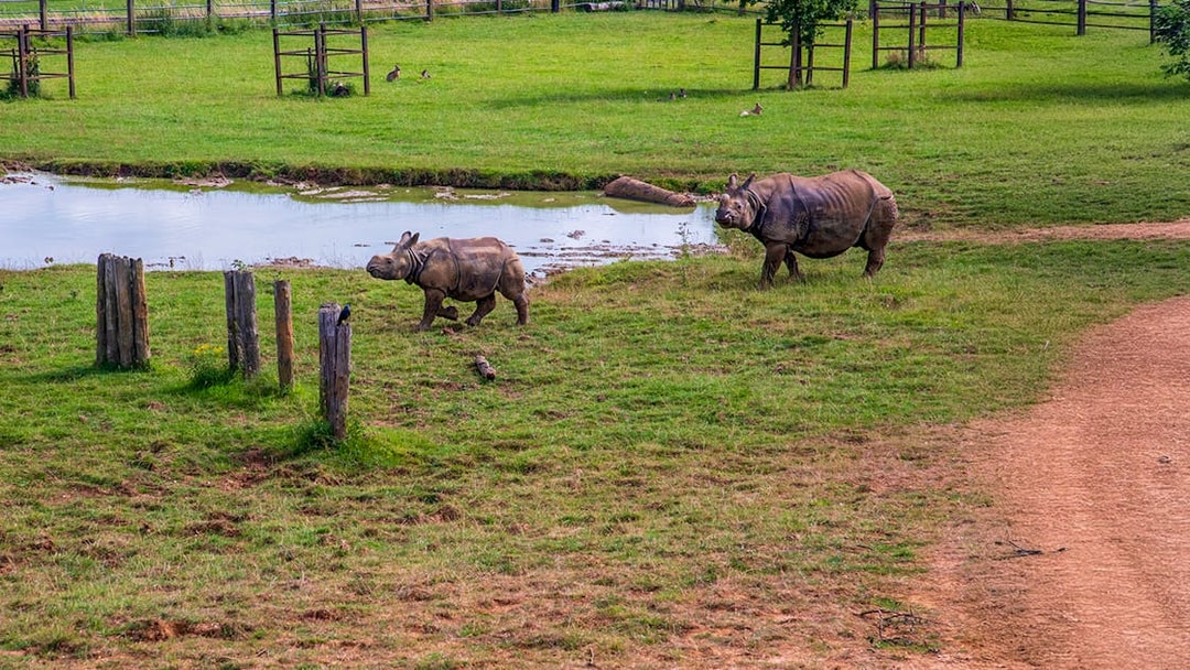 Adult and baby rhino walking near a pond at Whipsnade Zoo.