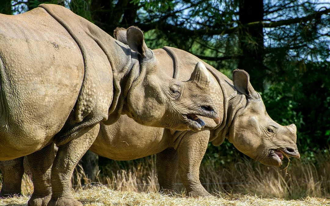 Whipsnade Zoo Entrance Tickets Image 8