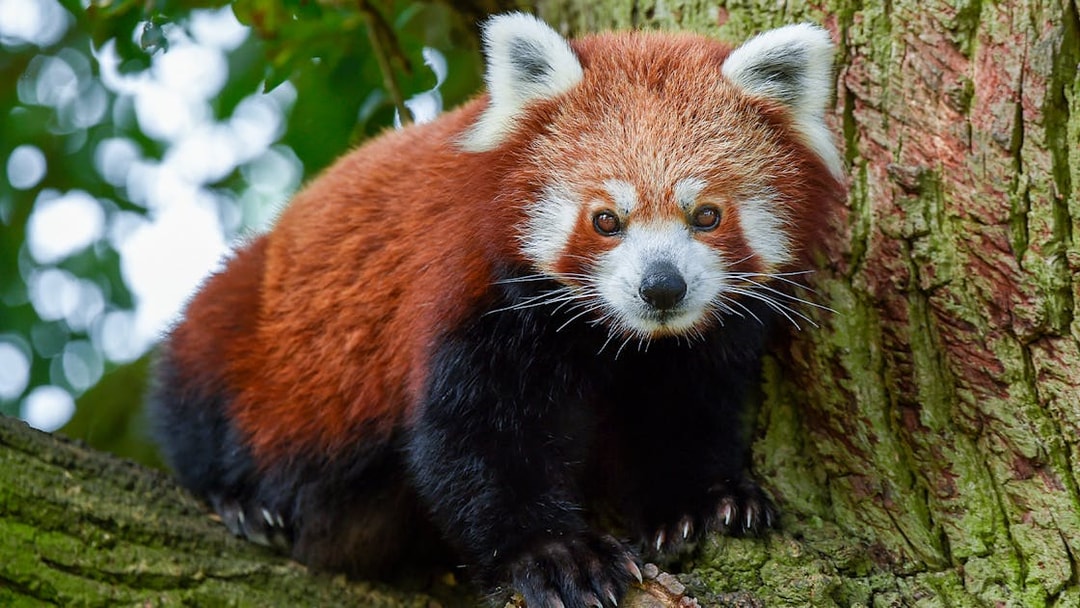 Red panda on a tree at Whipsnade Zoo.