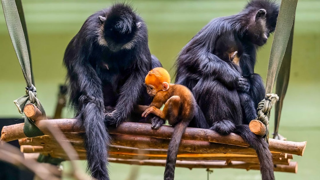 Family of primates sitting on a wooden platform at Whipsnade Zoo.