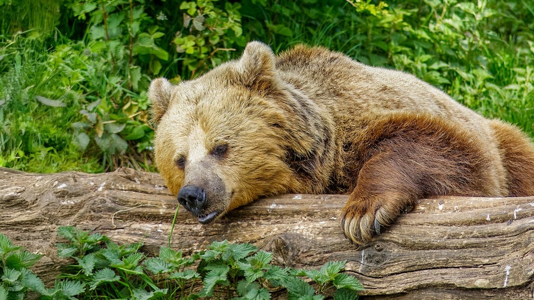 Brown bear resting on a log at Whipsnade Zoo.