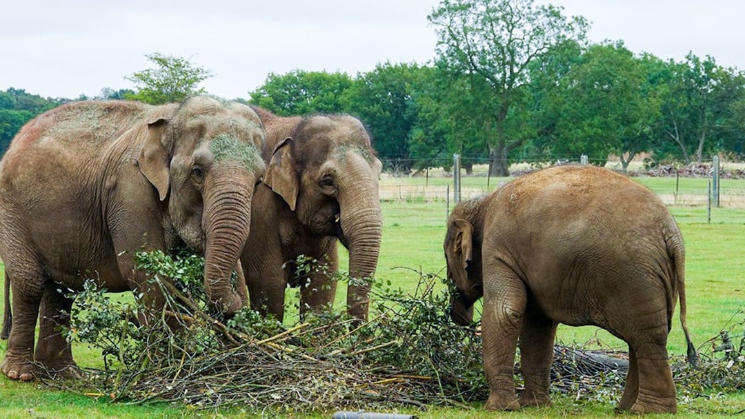 Elephants interacting with branches at Whipsnade Zoo.