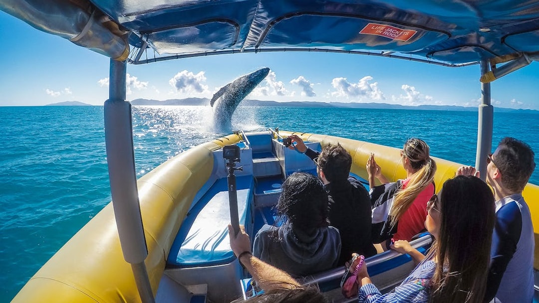 Tourists on a raft watching a whale breach in the Whitsundays.