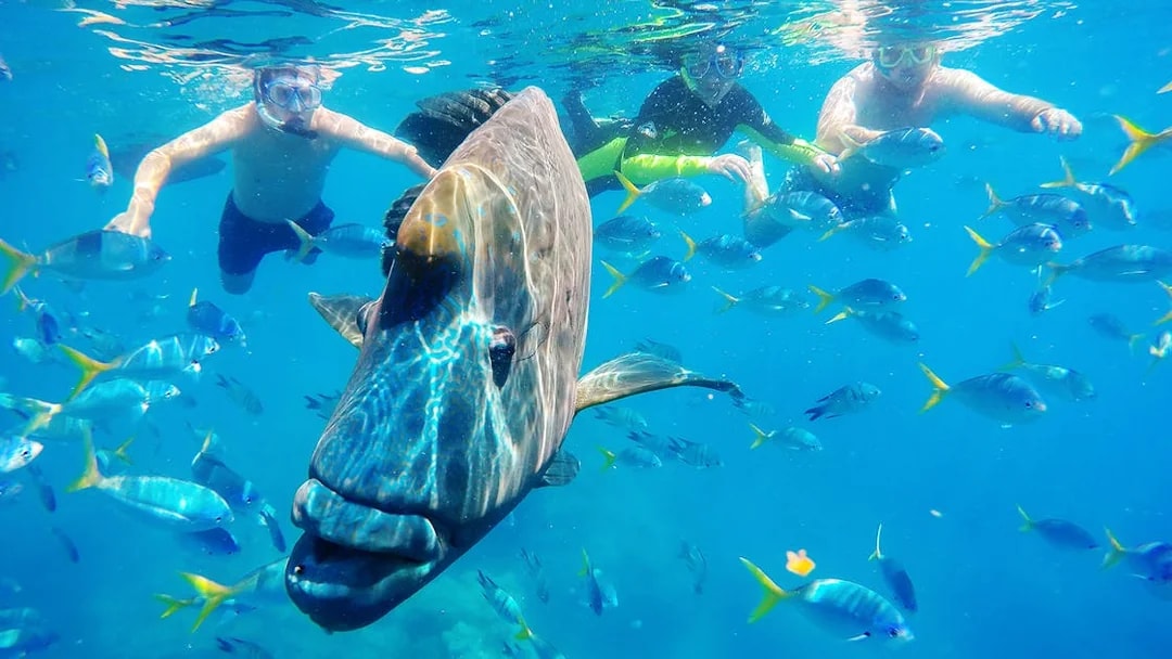 Snorkelers swimming with fish in the Whitsundays during Fly + Raft Package tour.