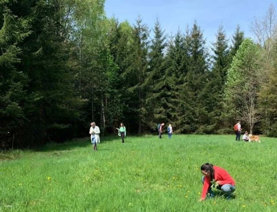 Wiesbaden wild plant foraging guided walk