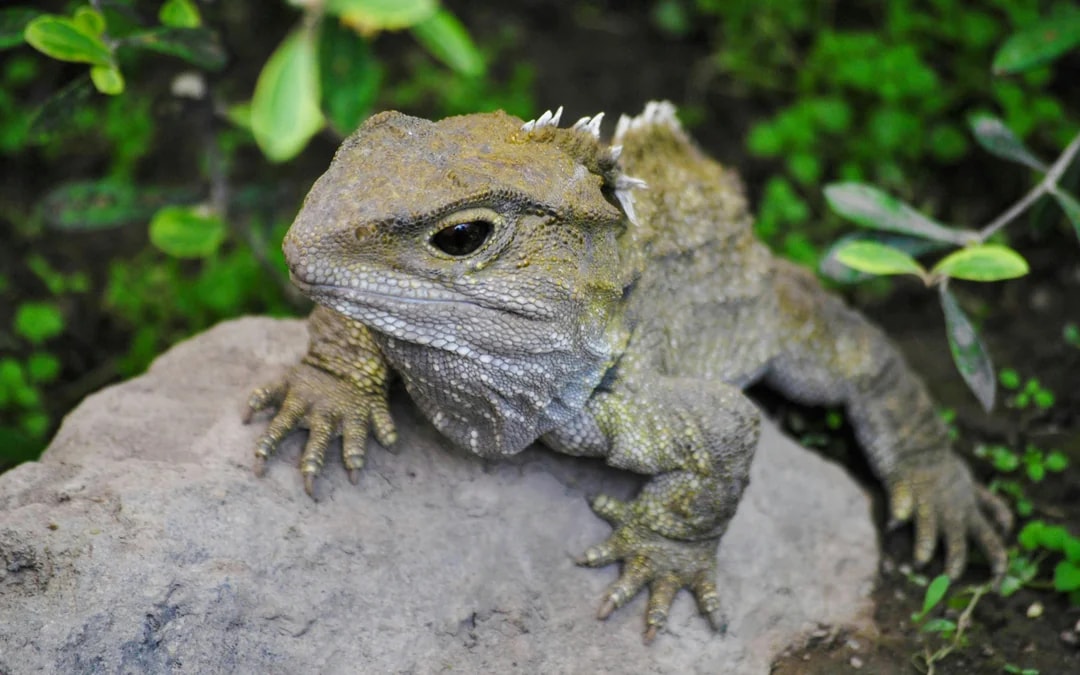 Willowbank Wildlife Reserve Tickets Image 5