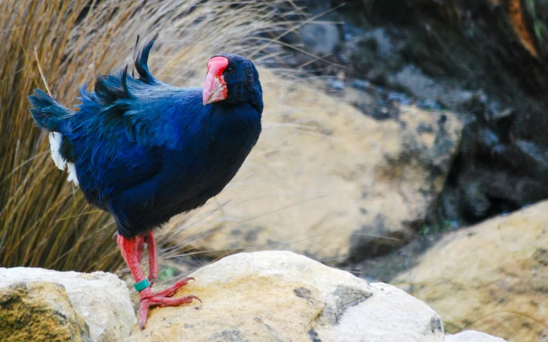 Willowbank Wildlife Reserve Tickets Image 7